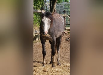 Welsh-B, Castrone, 3 Anni, 125 cm, Grigio pezzato