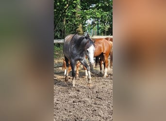 Welsh-B, Castrone, 3 Anni, 125 cm, Grigio pezzato