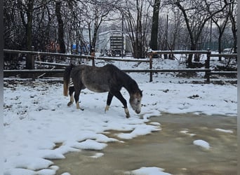 Welsh-B, Castrone, 3 Anni, 125 cm, Grigio pezzato