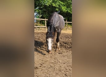 Welsh-B, Castrone, 3 Anni, 125 cm, Grigio pezzato