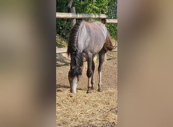 Welsh-B, Castrone, 3 Anni, 125 cm, Grigio pezzato