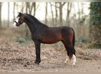 Welsh-B, Castrone, 3 Anni, 126 cm, Baio