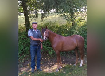 Welsh-B, Castrone, 3 Anni, 128 cm, Sauro scuro