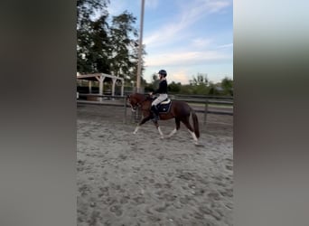 Welsh-B, Castrone, 3 Anni, 128 cm, Sauro scuro