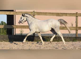 Welsh-B, Castrone, 4 Anni, 120 cm, Grigio