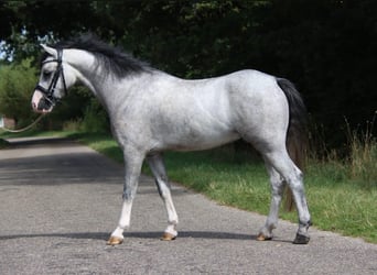 Welsh-B, Castrone, 4 Anni, 125 cm, Grigio