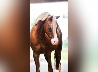Welsh-B, Castrone, 4 Anni, 127 cm, Sauro