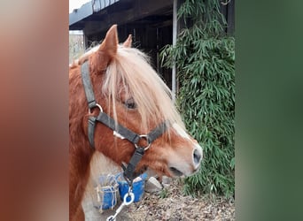 Welsh-B, Castrone, 4 Anni, 130 cm, Sauro