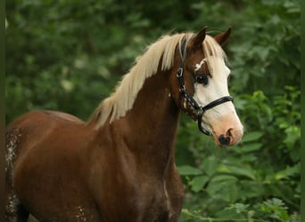 Welsh-B, Castrone, 4 Anni, 130 cm, Sauro