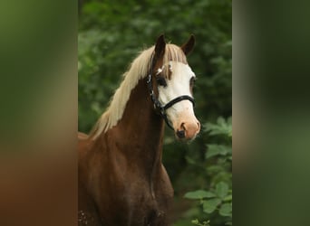Welsh-B, Castrone, 4 Anni, 130 cm, Sauro