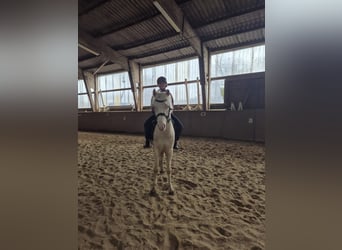 Welsh-B, Castrone, 4 Anni, 131 cm, Cremello