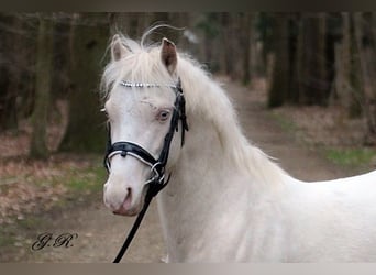 Welsh-B, Castrone, 4 Anni, 131 cm, Cremello