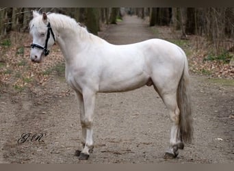 Welsh-B, Castrone, 4 Anni, 131 cm, Cremello