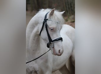 Welsh-B, Castrone, 4 Anni, 131 cm, Cremello