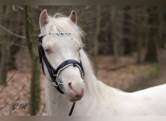 Welsh-B, Castrone, 4 Anni, 131 cm, Cremello