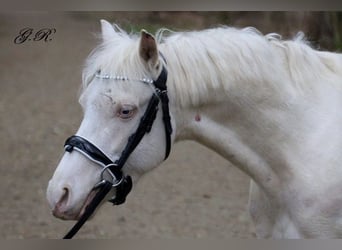 Welsh-B, Castrone, 4 Anni, 131 cm, Cremello