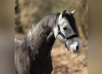 Welsh-B, Castrone, 4 Anni, 131 cm, Grigio