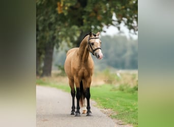 Welsh-B, Castrone, 4 Anni, 132 cm, Pelle di daino