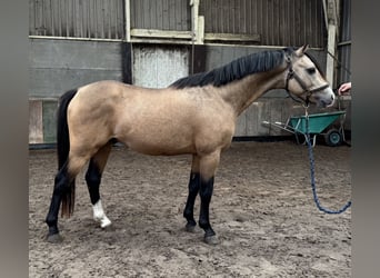 Welsh-B, Castrone, 4 Anni, 132 cm, Pelle di daino