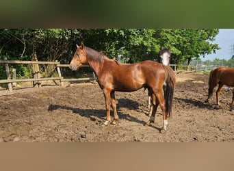 Welsh-B, Castrone, 4 Anni, 133 cm, Sauro scuro