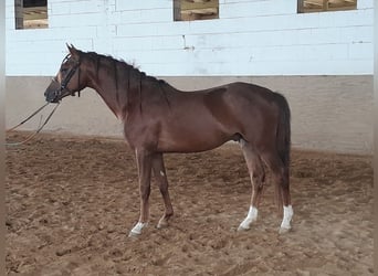 Welsh-B, Castrone, 4 Anni, 133 cm, Sauro scuro