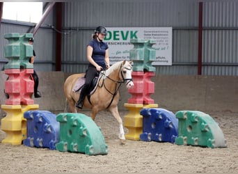 Welsh-B, Castrone, 4 Anni, 135 cm, Palomino