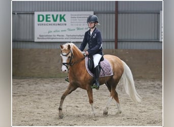 Welsh-B, Castrone, 4 Anni, 135 cm, Palomino