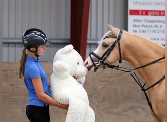 Welsh-B, Castrone, 4 Anni, 135 cm, Palomino