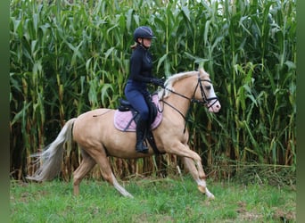 Welsh-B, Castrone, 4 Anni, 135 cm, Palomino
