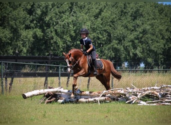 Welsh-B, Castrone, 4 Anni, 135 cm, Sauro