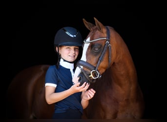 Welsh-B, Castrone, 4 Anni, 135 cm, Sauro