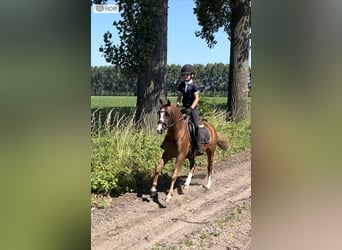 Welsh-B, Castrone, 4 Anni, 135 cm, Sauro