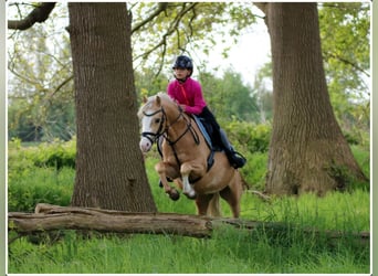 Welsh-B, Castrone, 4 Anni, 136 cm, Palomino