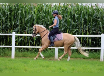 Welsh-B, Castrone, 4 Anni, 136 cm, Palomino