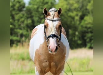 Welsh-B, Castrone, 4 Anni, Pezzato