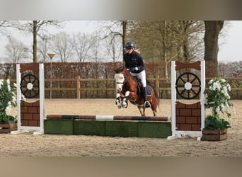 Welsh-B, Castrone, 5 Anni, 122 cm, Baio