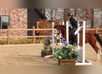 Welsh-B, Castrone, 5 Anni, 122 cm, Baio