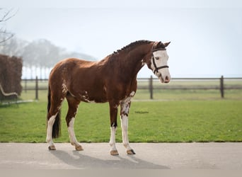 Welsh-B, Castrone, 5 Anni, 122 cm, Baio