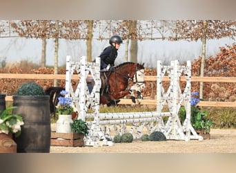 Welsh-B, Castrone, 5 Anni, 122 cm, Baio