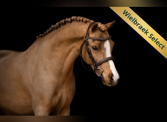 Welsh-B, Castrone, 5 Anni, 127 cm, Sauro