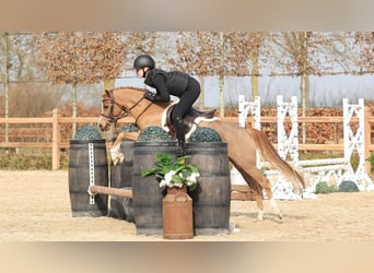 Welsh-B, Castrone, 5 Anni, 127 cm, Sauro