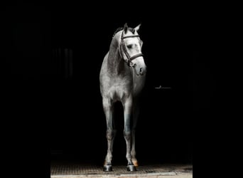 Welsh-B, Castrone, 5 Anni, 135 cm, Grigio