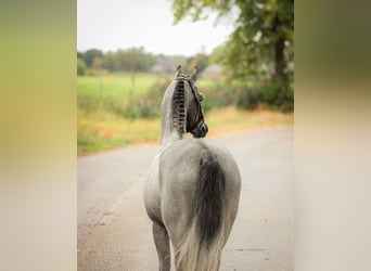 Welsh-B, Castrone, 5 Anni, 135 cm, Grigio