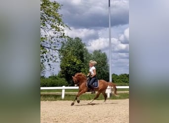 Welsh-B, Castrone, 5 Anni, 136 cm, Sauro