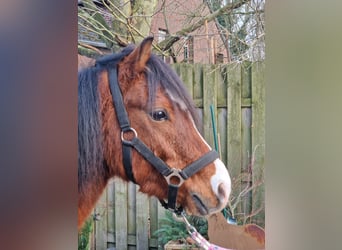 Welsh-B, Castrone, 5 Anni, 137 cm, Baio