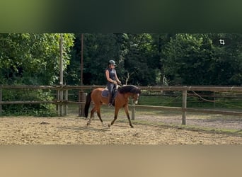 Welsh-B, Castrone, 5 Anni, 137 cm, Baio