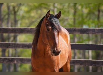 Welsh-B Mix, Castrone, 5 Anni, 150 cm, Baio ciliegia