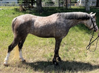 Welsh-B, Castrone, 5 Anni, Grigio pezzato