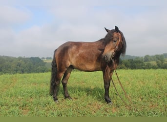Welsh-B Mix, Castrone, 6 Anni, 112 cm, Baio