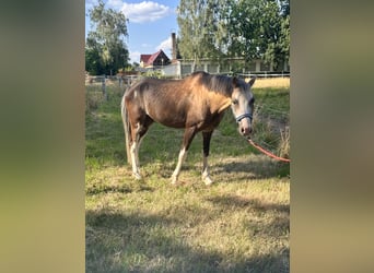 Welsh-B, Castrone, 6 Anni, 130 cm, Pelle di daino